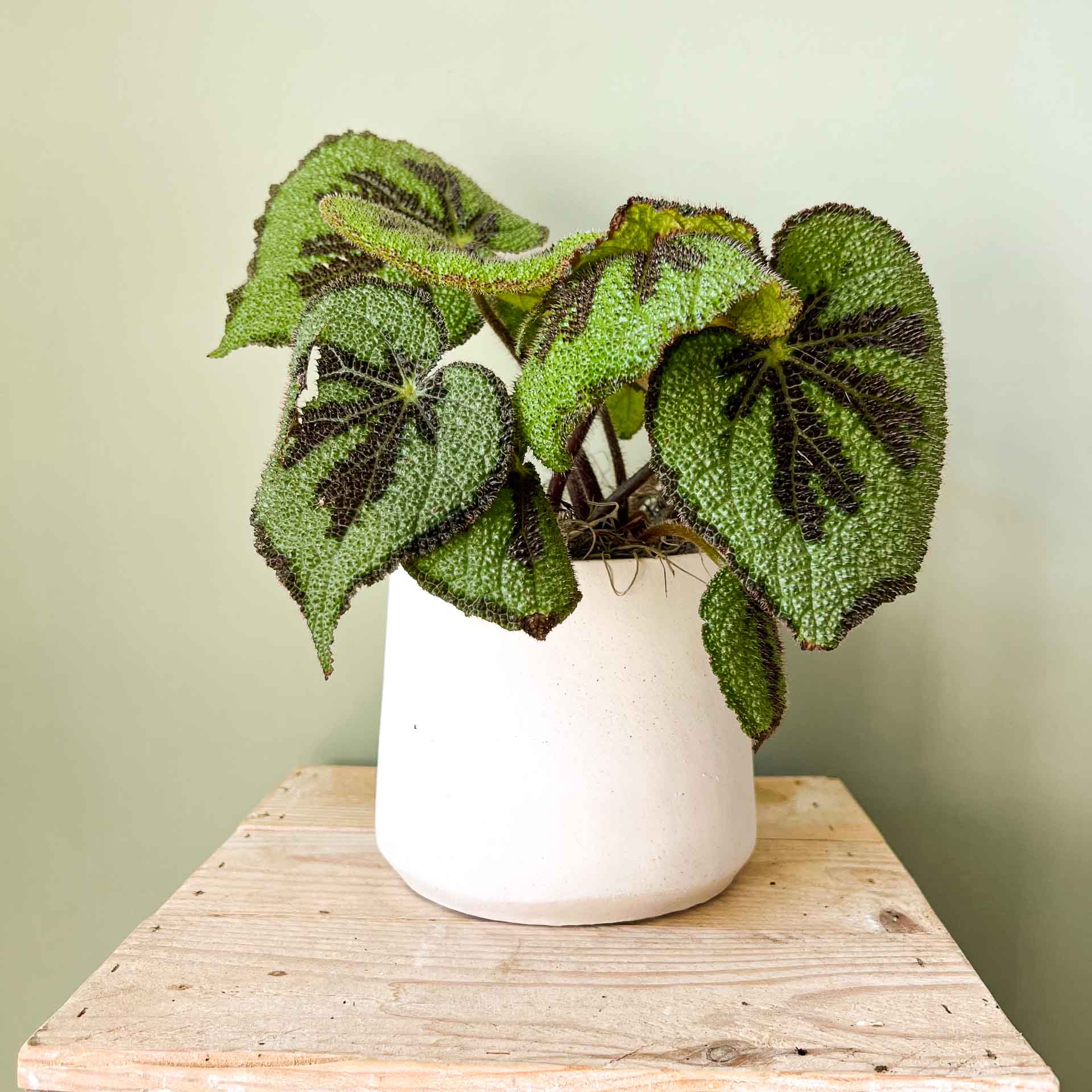 piante-begonia-masoniana-3.jpg