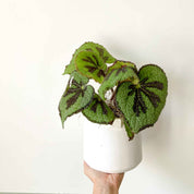 Begonia Masoniana