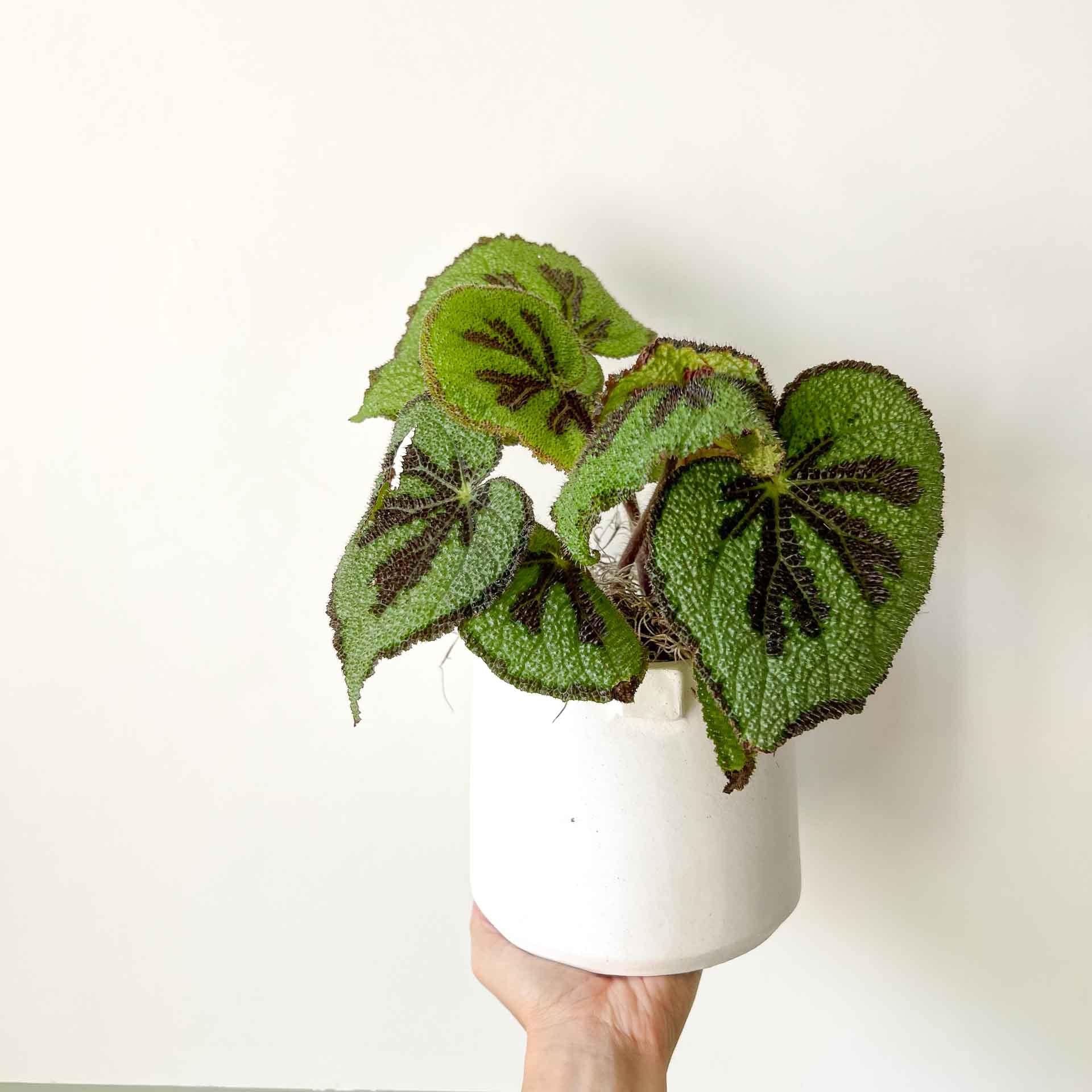 Begonia Masoniana
