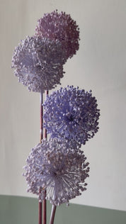 FIORI DI ALLIUM ESSICCATI LILLA