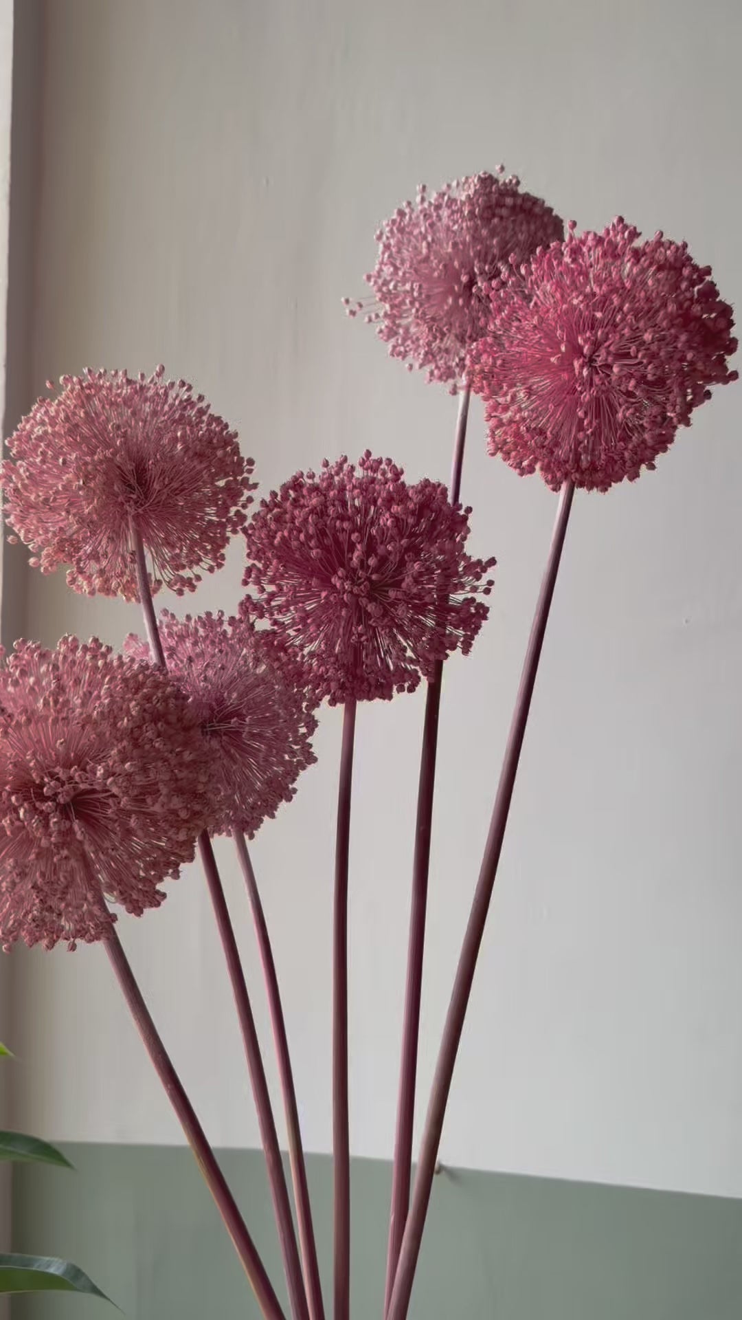 FIORI DI ALLIUM ESSICCATI  ROSA