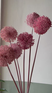 FIORI DI ALLIUM ESSICCATI  ROSA