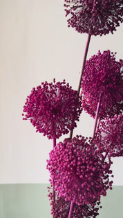FIORI DI ALLIUM ESSICCATI FUCSIA