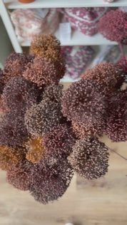FIORI DI ALLIUM ESSICCATI MARRONE